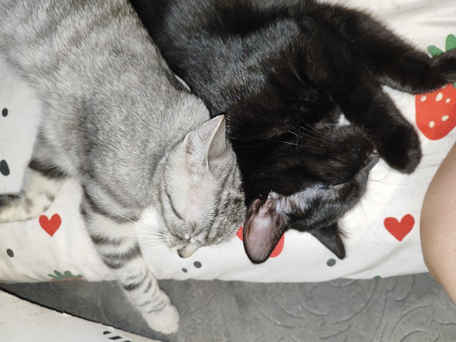 DWUPAK 5-miesięczne kociaki do adopcji