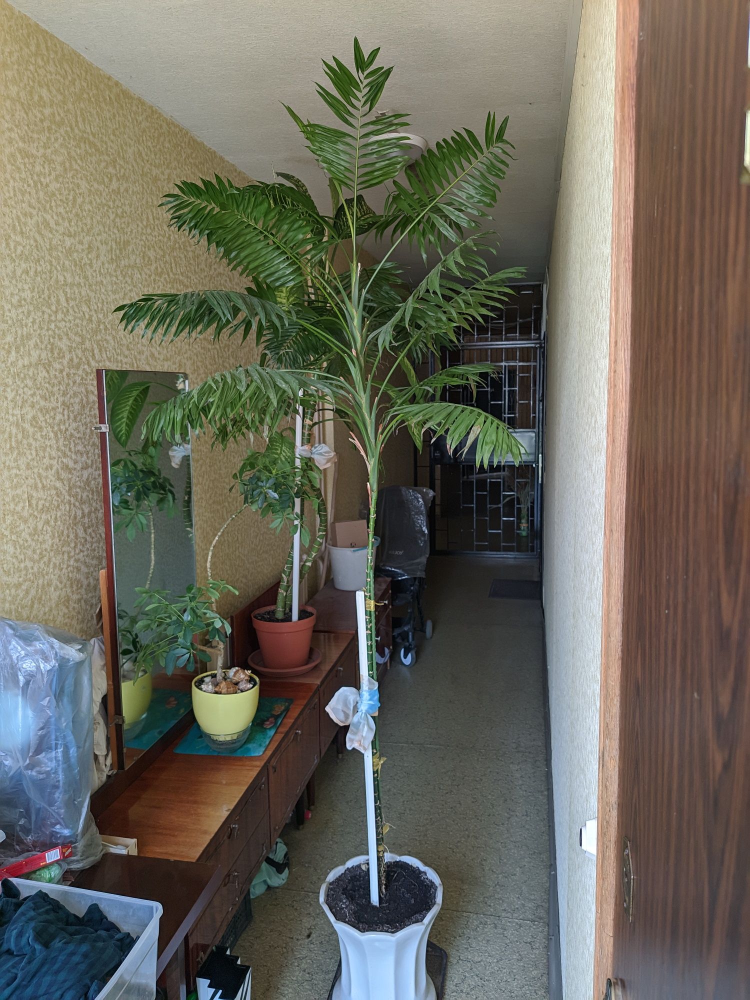 Хамедорея (2,40 метра, с горшком) Chamaedorea Бамбуковая пальма Неанта