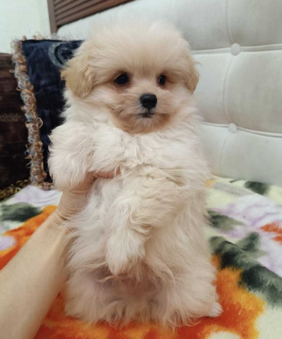 Меховой карапуз PomaPoo неполных 2 мес. Киевлянин, Голосеевский р-н