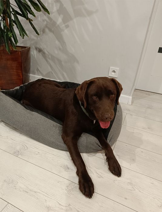 Oddam pieski 6 suczek labrador szpic szuka ciepłego domu