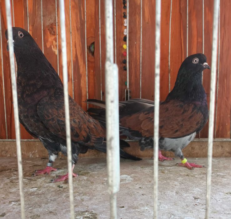 Gołebie mikołajewskie , kirowogradzkie