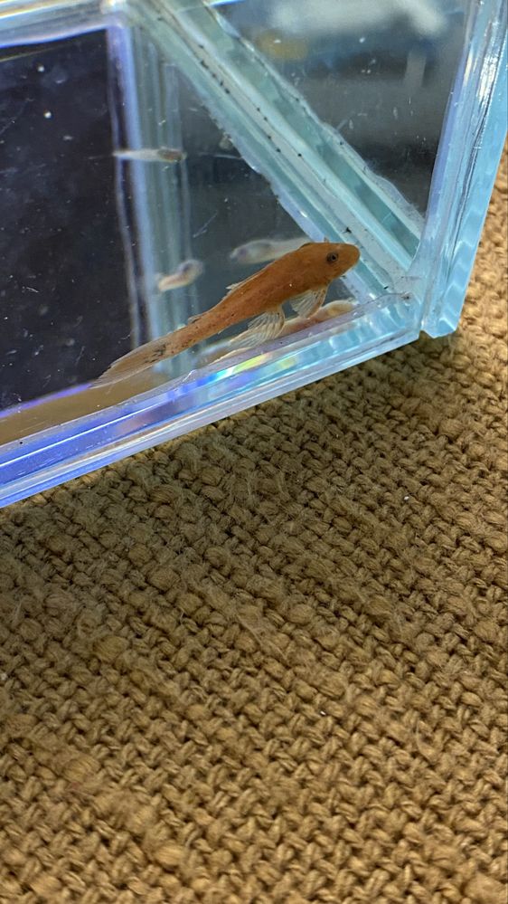 Ancistrus Red