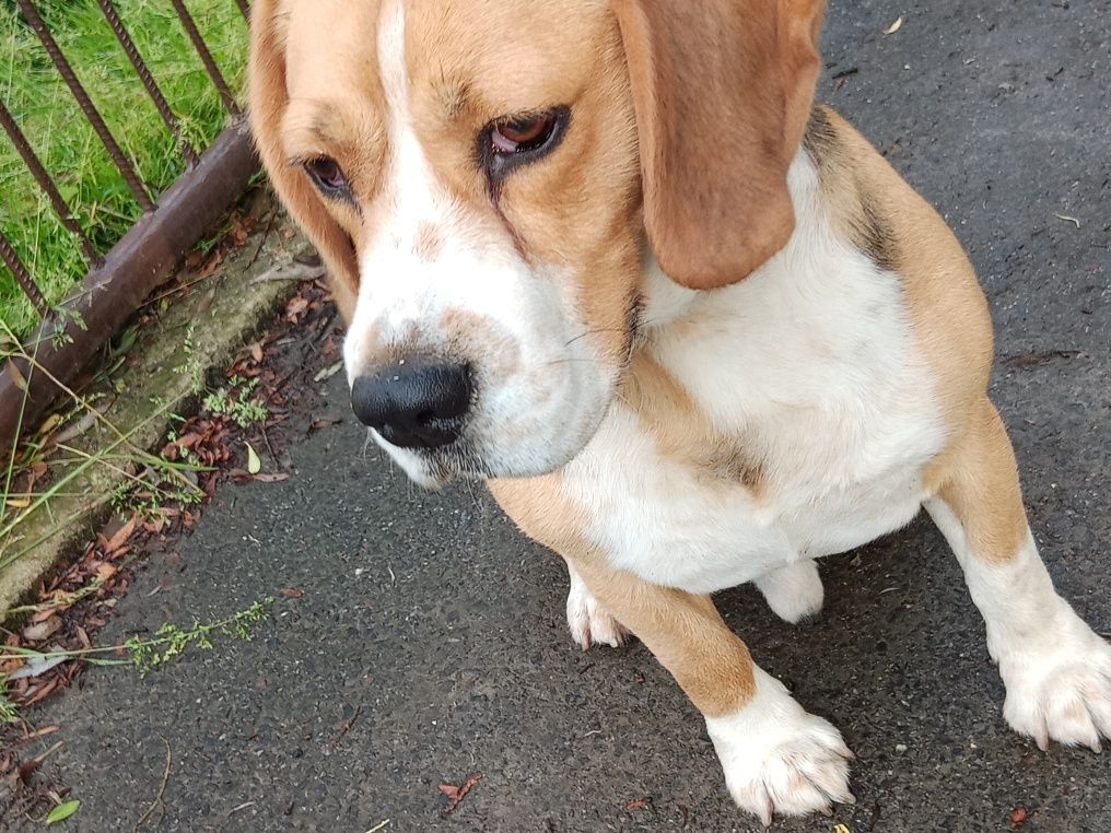 Hektor 4lata beagle oddam w dobre ręce