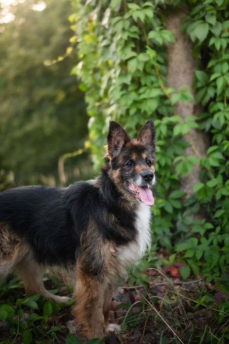 Nero piękny piesek szuka domku