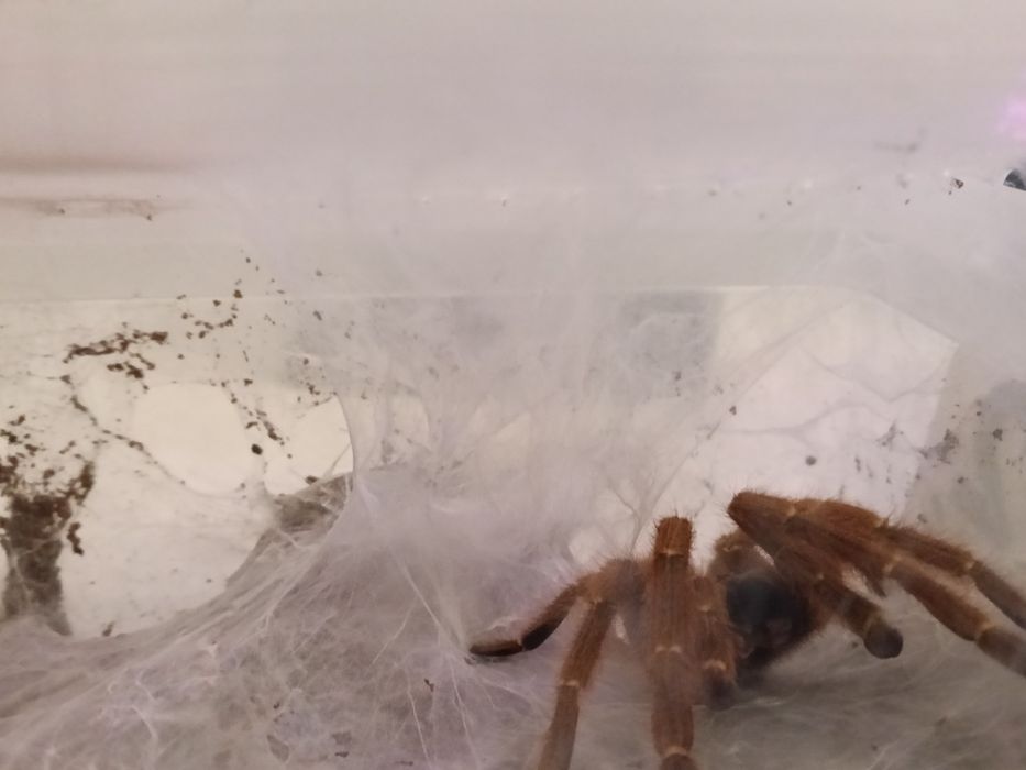 Ptasznik słoneczny Pterinochilus murinus "usambara"