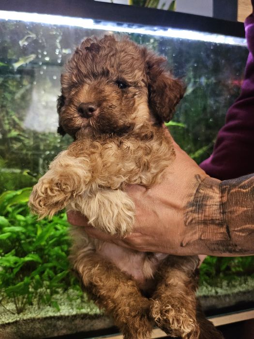 Lagotto Romagnolo