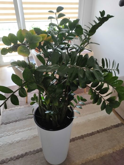 Zamiokulkas zamia olbrzymia
