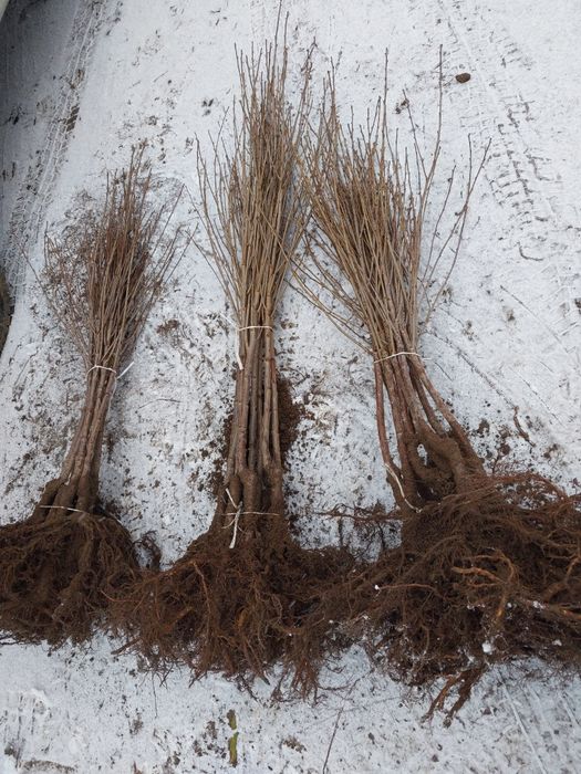 Wiśnia nefris wiśnia  wisnie łutówka