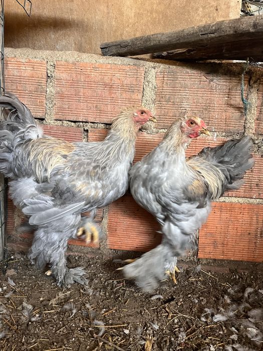 Galos Brahma Isabella