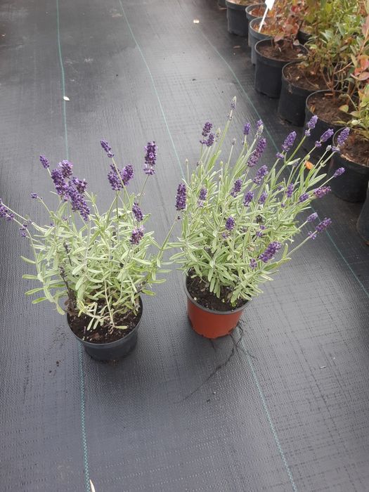 Lawenda sadzonki  lawendy krzewy ozdobne