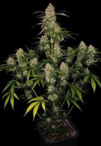 10szt ‼️AUTO Ak-47 Nasiona Marihuany THC indoor Outdoor Growbox seed