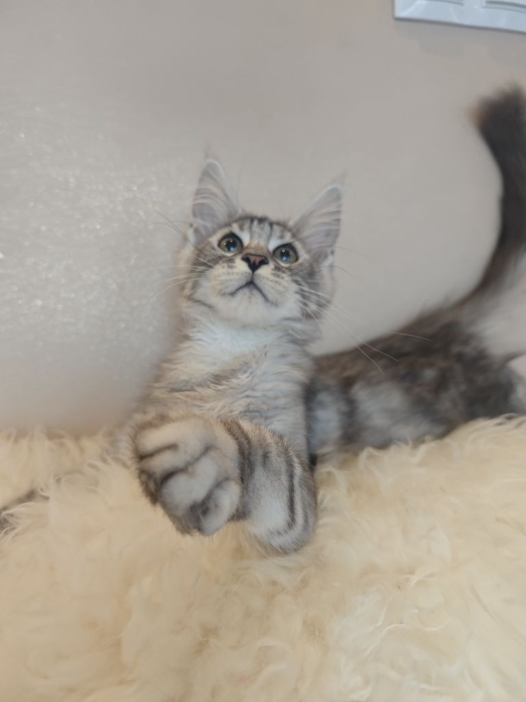 Cudny kocurek Maine Coon
