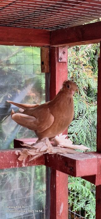 Wywrotek Mazurski żółta samiczka