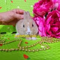 Мини міні mini кролик карликові кролики Нідерландський нидерландский