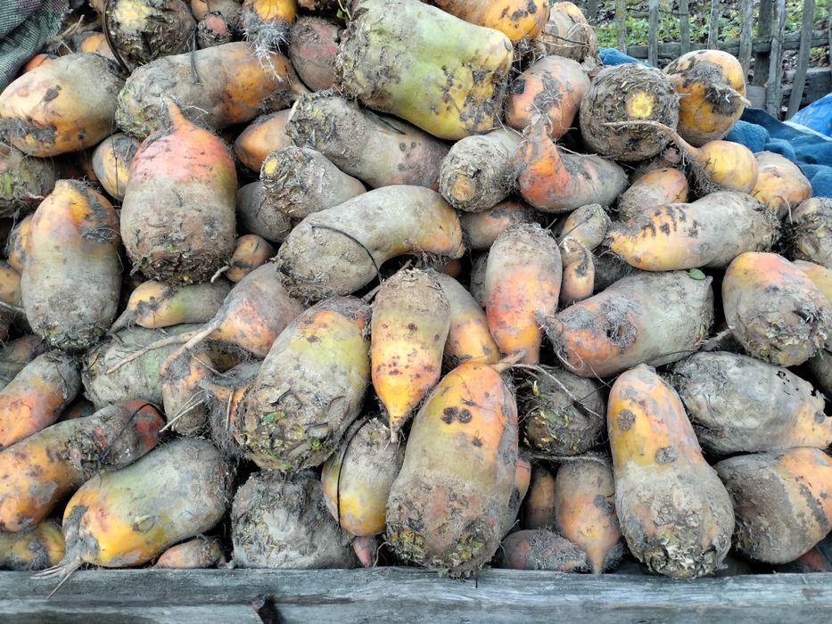 Продам курмовий буряк