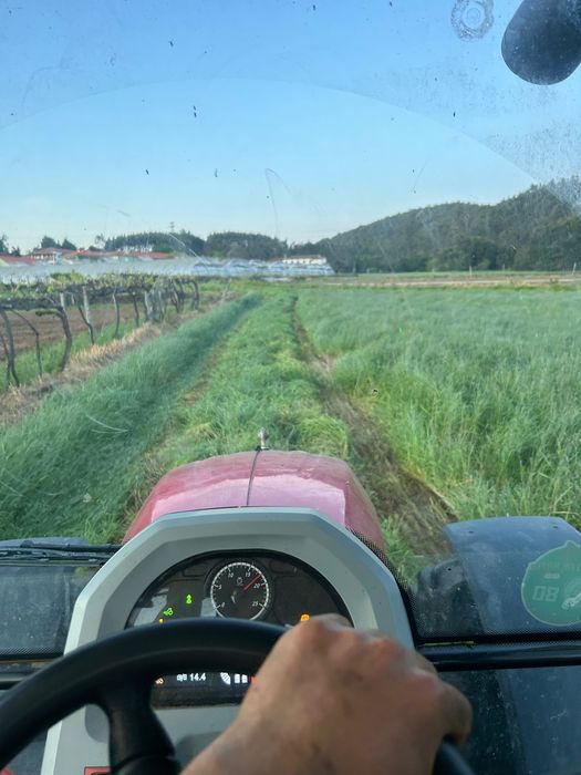 Rolos de feno silagem