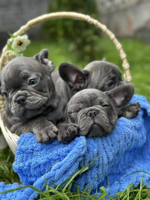 Щенки французского