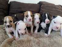 Szczenięta Amstaff