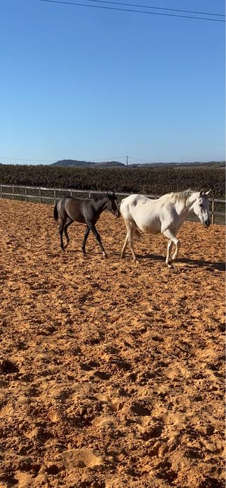 Poldro de 6 meses by Moorlands Totilas