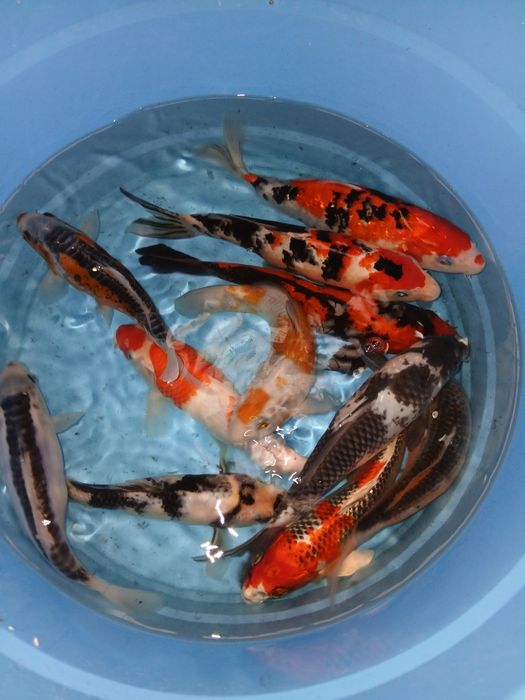 Carpas koi selecção premium