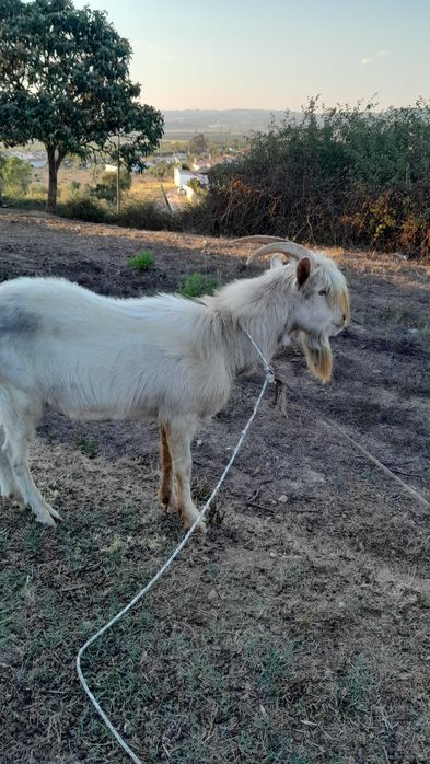 Casal de cabras novas