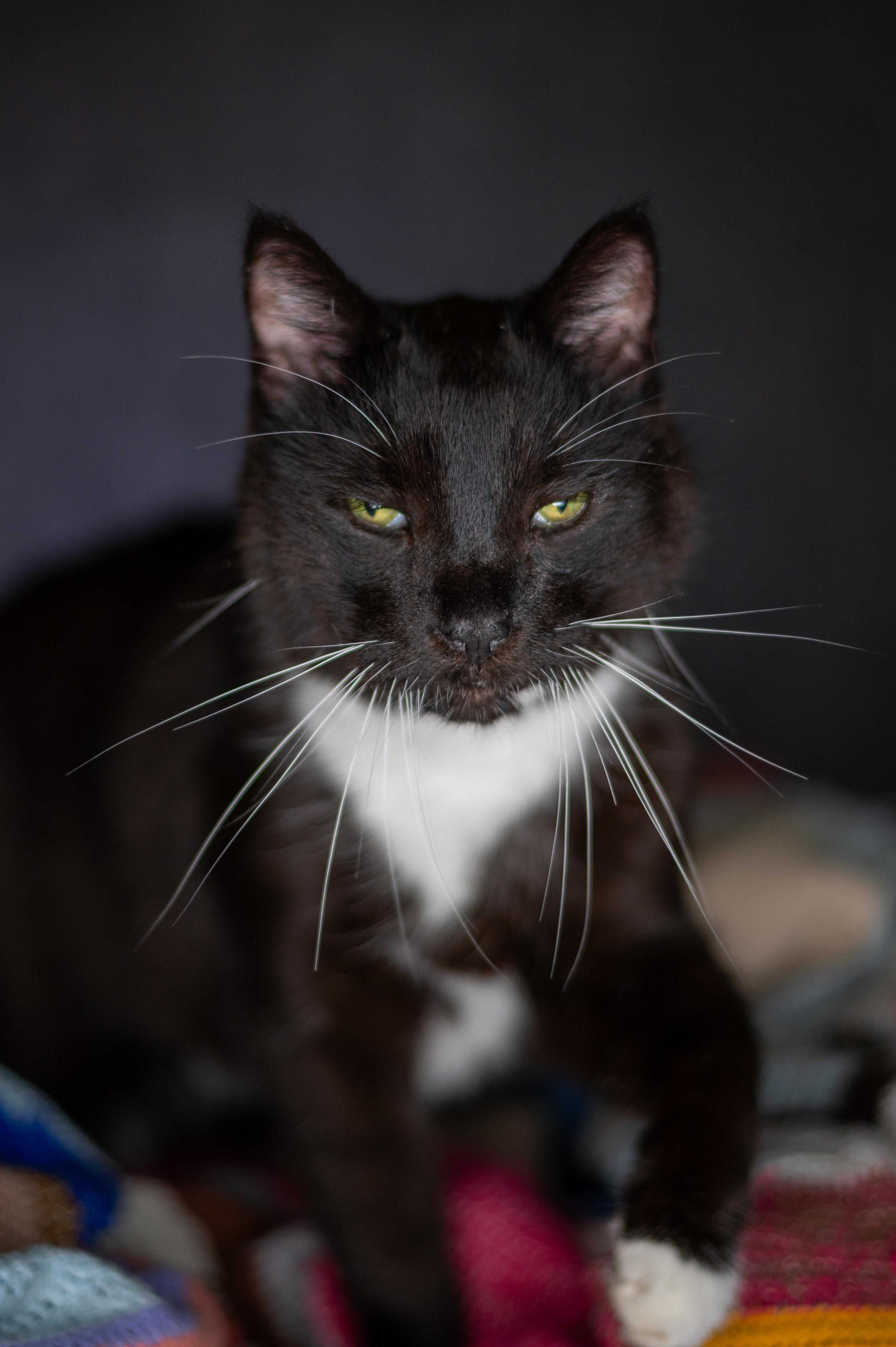 Mruczek kocur do adopcji