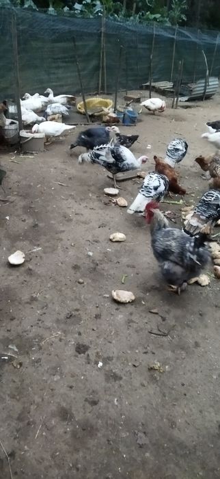 Vendo patos e perus novos mas já em postura