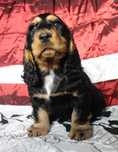 Piesek Cocker Spaniel