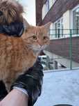 Cała ruda KOTKA do adopcji