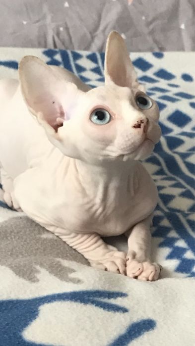 Малюки шукають люблячу родину