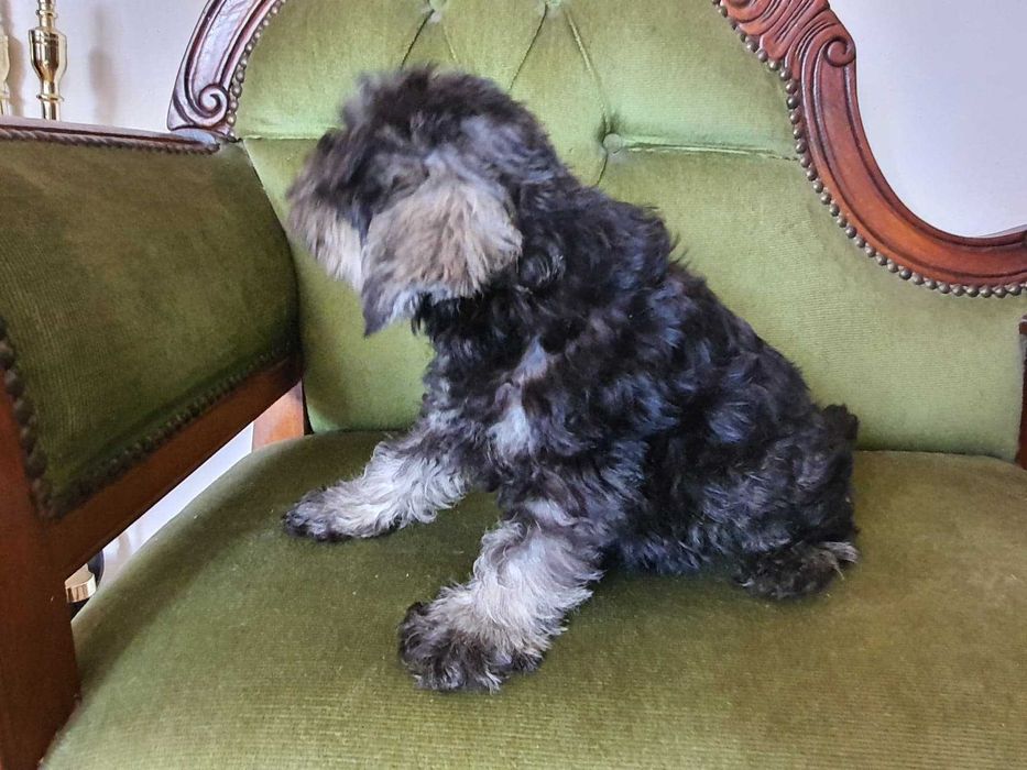 Sznaucer miniaturowy śliczna suczka