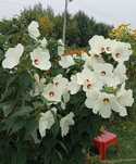 Hibiskus bagienny/błotny (hibiscus moscheutos)