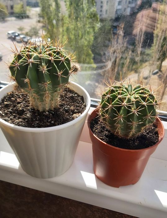 Єхінопсис кактус