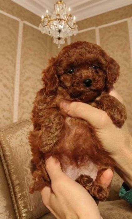 Маленькая, яркая красавица той пудель.