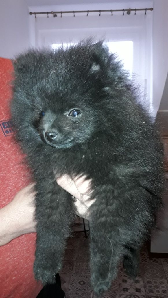 Pomeranian szpic miniaturowy