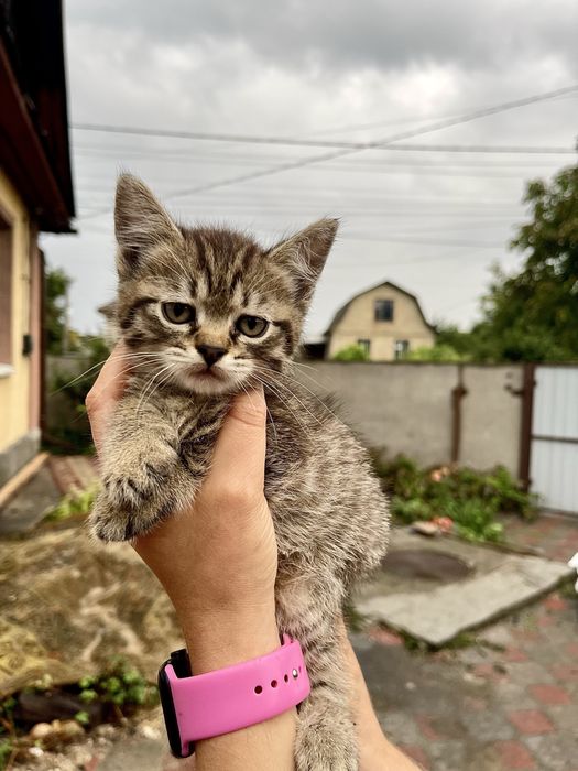 2 гарні кішечки (мама перс/сіамка) в добрі руки