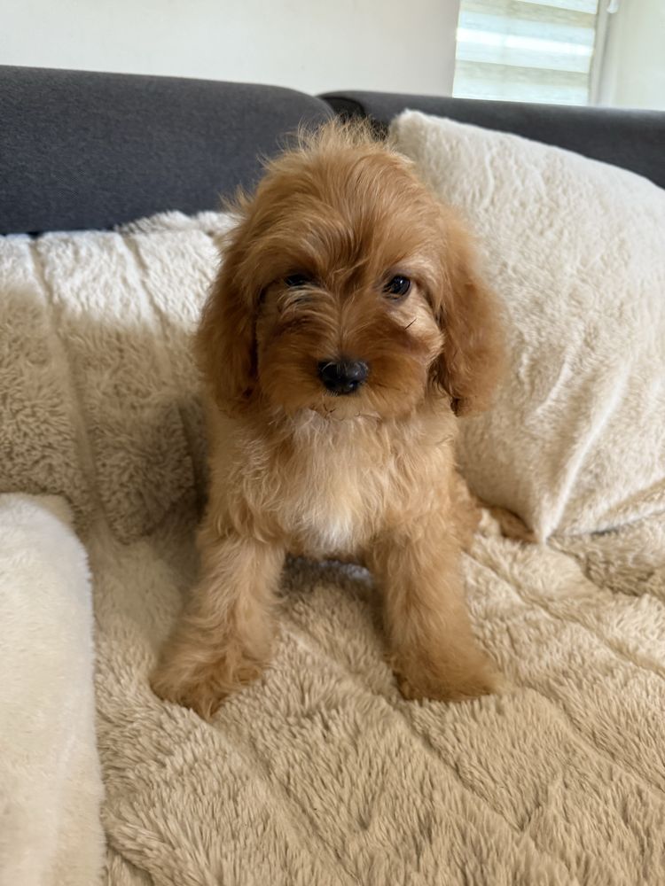 Cavapoo śliczna sunia