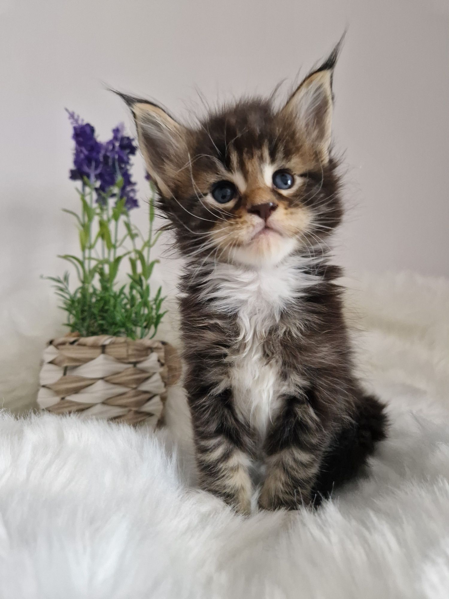 Rezerwacja Maine Coon kocurek, rodowód FPL