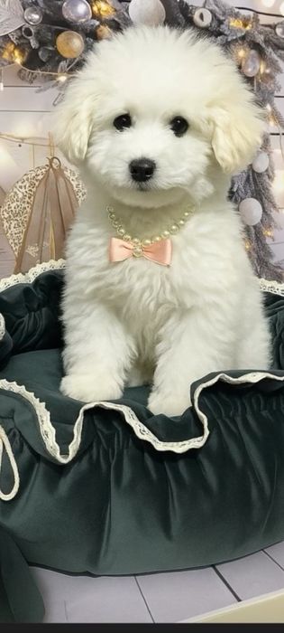 Bichon frise  suczka BiBi  ZKwP fci cudo