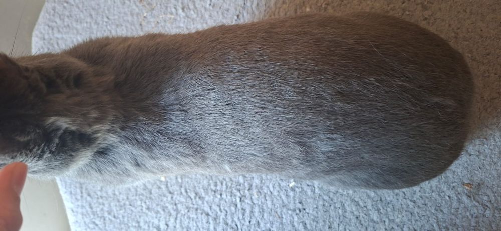 Samica OSN pełnobarwna