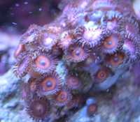 zoanthus zoa purple bee koralowiec koral akwarium morskie łatwy koral