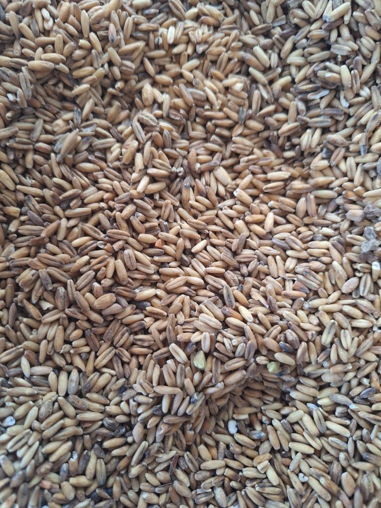 Owies bezłuskowy Danimo 1 kg. Owsik.pokarm dla ptaków,kur,gołębi,papug