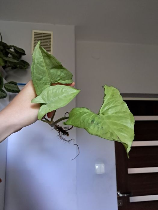 Syngonium ngern laima