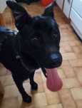 Roczny Ares szuka domu - pilna adopcja!