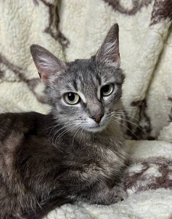 Отдам_ кошки_ котята_ мила