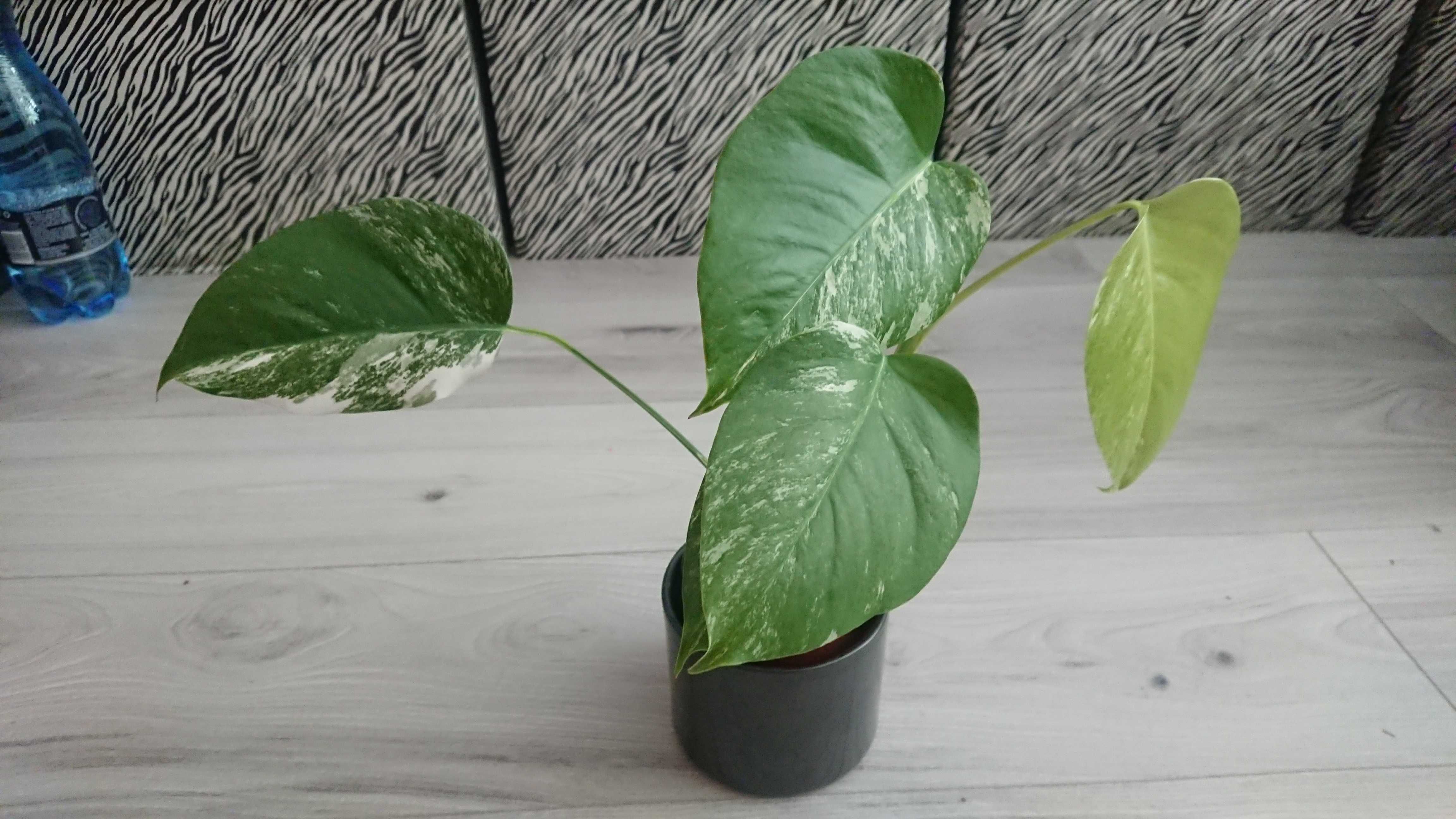 kolekcjonerska roślina monstera variegata sadzonka