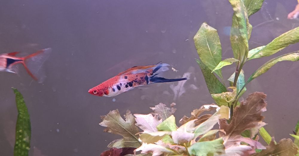 Mieczyki czerwony i trikolor