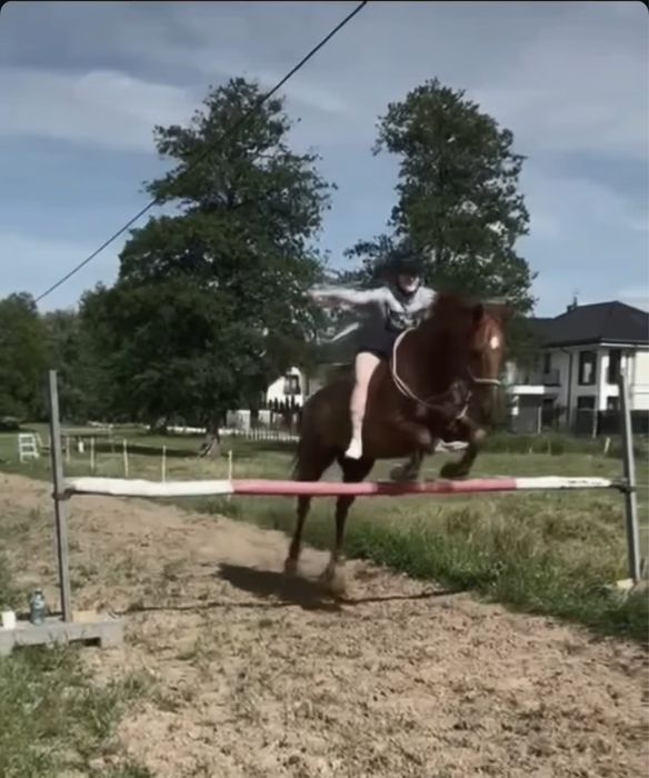 Sprzedam klacz folblut