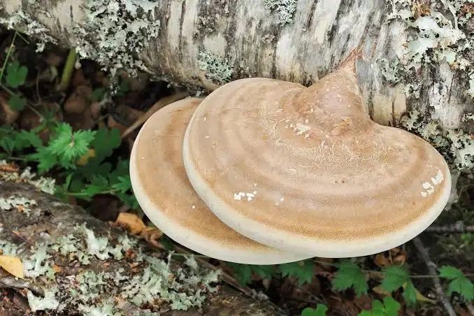 Białoporek brzozowy suszony 100 gr