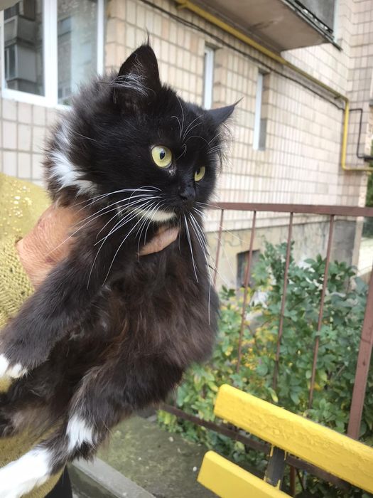 Муся в добрі руки